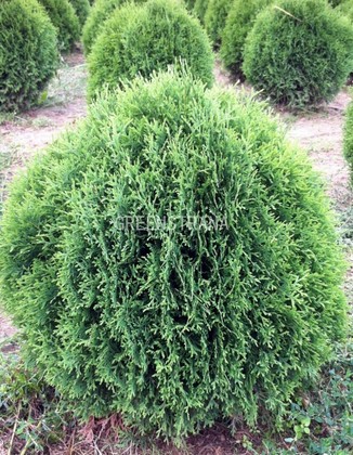 Туя западная Литтл Джайант (Thuja occidentalis 'Little Giant')