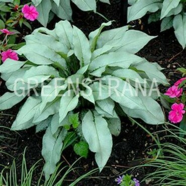 Медуница длиннолистная Диана Клэр (Pulmonaria longifolia 'Diana Clare')