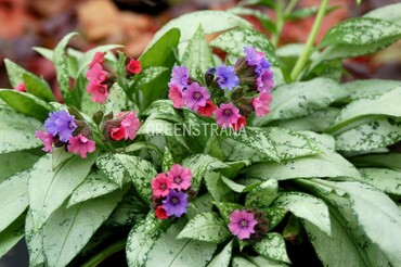 Медуница длиннолистная Самурай (Pulmonaria longifolia 'Samurai')