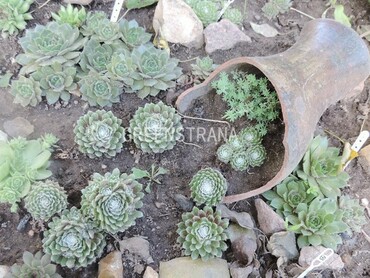 Молодило паутинистое (Sempervivum arachnoideum)