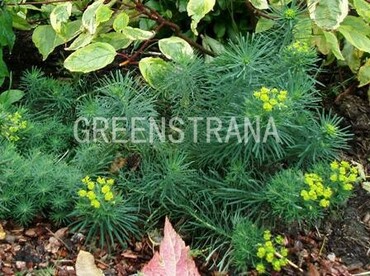 Молочай кипарисовый (Euphorbia cyparissias)