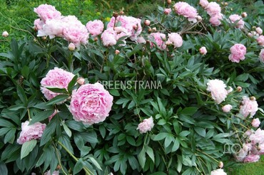 Пион молочноцветковый (Paeonia lactiflora) (розовый)