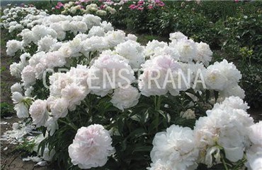 Пион молочноцветковый (Paeonia lactiflora) (белый)