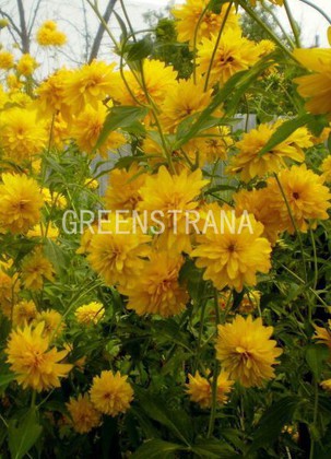 Рудбекия волосистая (Rudbeckia hirta)