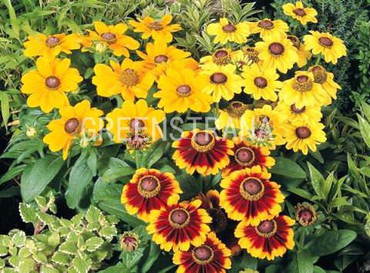 Рудбекия рассеченная (Rudbeckia laciniata)