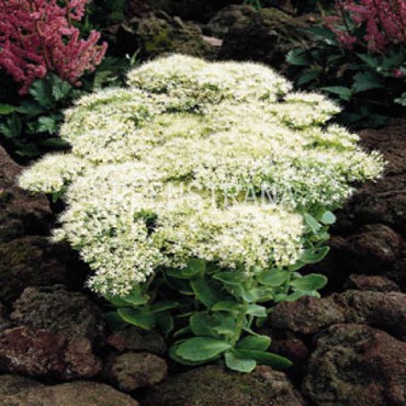 Седум белый (Sedum album)