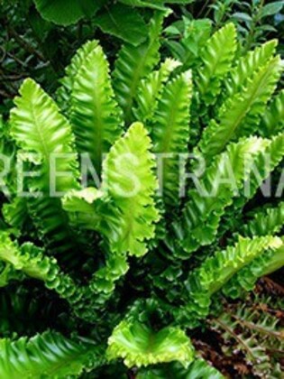 Листовик сколопендровый (Phyllitis scolopendrium)