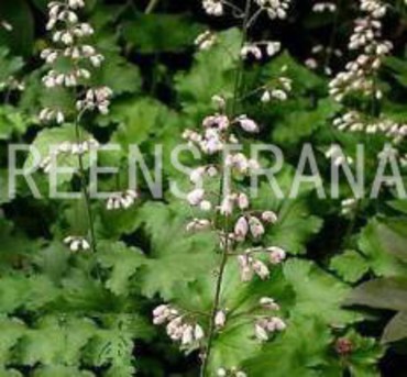 Гейхера американская Малахит (Heuchera americana 'Malachite')