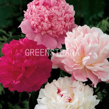 Пион Микс (Paeonia 'Mix')