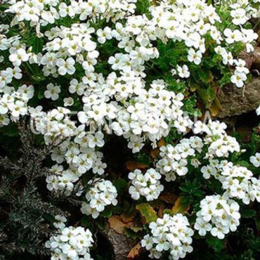 Арабис альпийский Розеа (Arabis alpina 'Rosea')