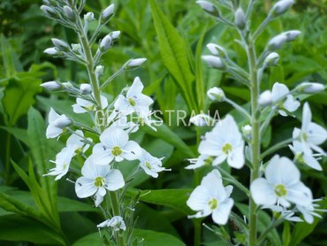 Вероника горечаковая (Veronica gentianoides)