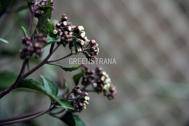 Посконник морщинистый (Eupatorium rugosum)