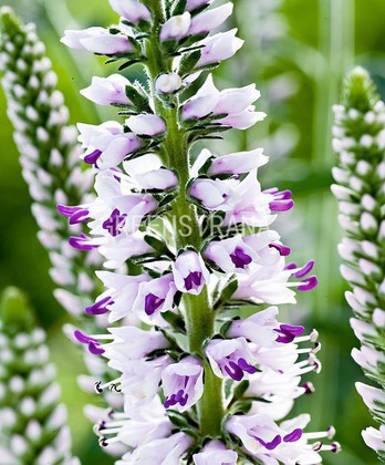 Вероника длиннолистная Пинк Эвелин (Veronica longifolia 'Pink Eveline')