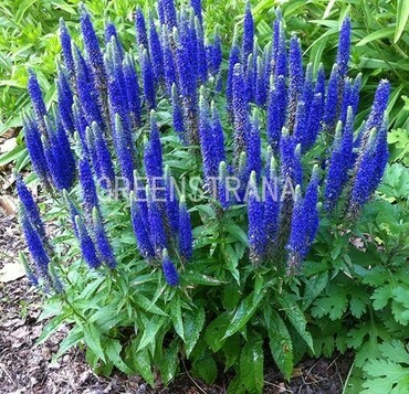 Вероника колосковая Нана Блаутеппих (Veronica spicata 'Nana Blauteppich')