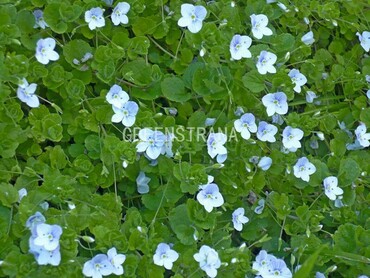 Вероника ползучая (Veronica repens)