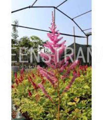 Астильба Арендса Гиацинт (Astilbe × arendsii 'Hyazinth')