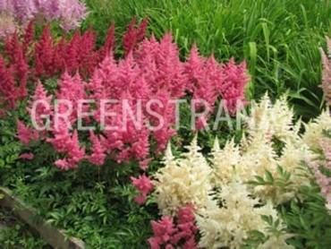 Астильба китайская Суперба (Astilbe chinensis 'Superba')