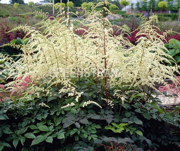 Астильба Тунберга Проф. ван дер Вилен (Astilbe thunbergii 'Prof. van der Wielen')