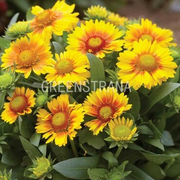 Гайлардия крупноцветковая Аризона Эприкот (Gaillardia × grandiflora 'Arizona Apricot')
