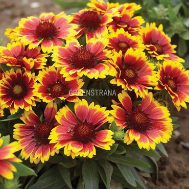 Гайлардия крупноцветковая Аризона Сан (Gaillardia × grandiflora 'Arizona Sun')