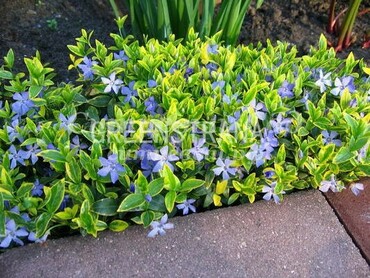 Барвинок малый Ауреовариегата (Vinca minor 'Aureovariegata')