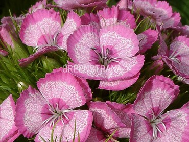 Гвоздика перистая Спринг Бьюти (Dianthus plumarius 'Spring Beauty')