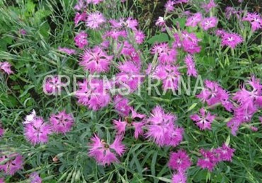 Гвоздика пышная (Dianthus superbus)