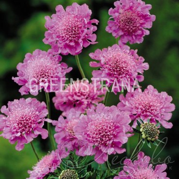 Скабиоза японская Риц Роуз (Scabiosa japonica 'Ritz Rose')