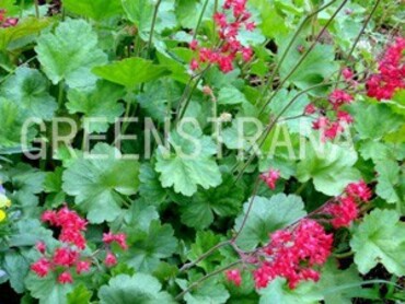 Гейхера американская (Heuchera americana)