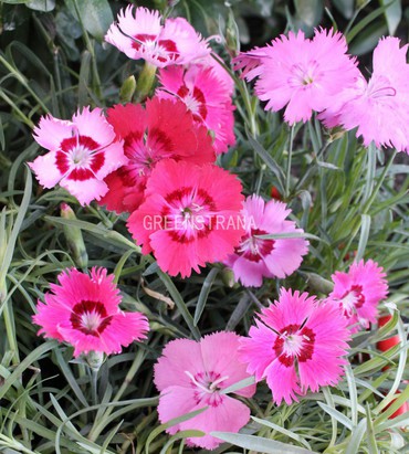 Гвоздика серовато-голубая Флавора Роуз Шейдс (Dianthus gratianopolitanus 'Flavora Rose Shades')