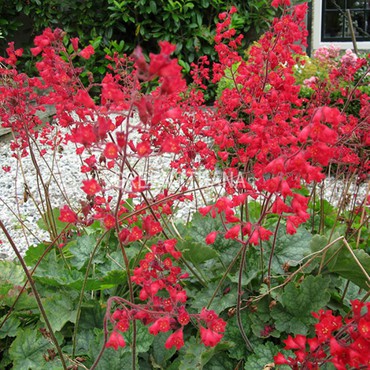 Гейхера кроваво-красная (Heuchera sanguinea)