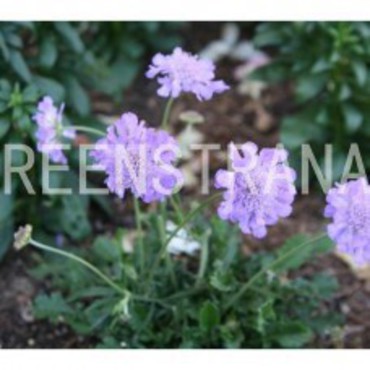Скабиоза японская Риц Блю (Scabiosa japonica var. alpina 'Ritz Blue')