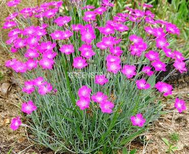 Гвоздика серовато-голубая Грандифлорус (Dianthus gratianopolitanus 'Grandiflorus')