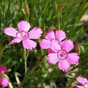 Гвоздика травянка Арктик Файер (Dianthus deltoides 'Arctic Fire')