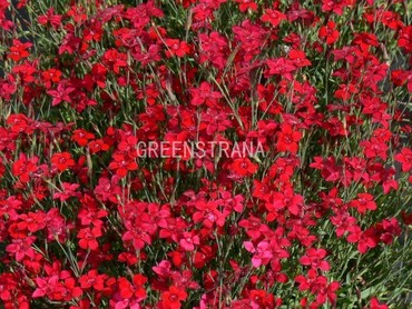 Гвоздика травянка (Dianthus deltoides) (карминно-красная)