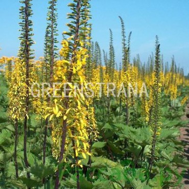 Бузульник Вильсона (Ligularia wilsoniana)