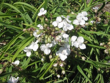 Традесканция Андерсона Инносенс (Tradescantia × andersoniana 'Innocence')