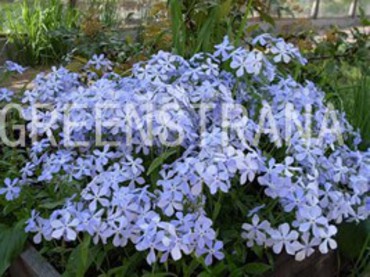Флокс растопыренный Блю Парфюм (Phlox divaricata 'Blue Perfume')