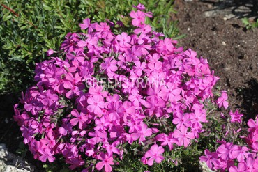 Флокс шиловидный Атропурпуреа (Phlox subulata 'Atropurpurea')