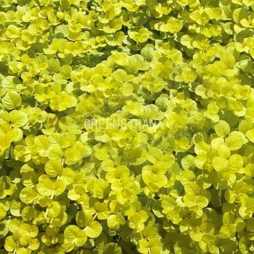 Вербейник монетчатый Голдилокс (Lysimachia nummularia 'Goldilocks')