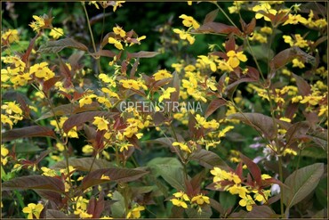 Вербейник реснитчатый Файеркрэкер (Lysimachia ciliata 'Firecracker')