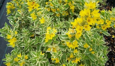 Вербейник точечный Вариегата (Lysimachia punctata 'Variegata')