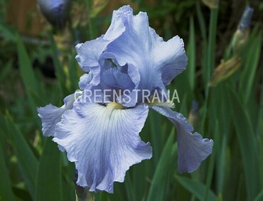 Ирис бородатый (Iris barbata) (бледно-голубой)
