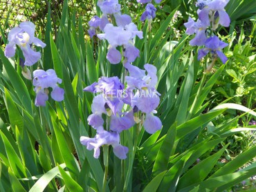 Ирис бородатый (Iris barbata) (голубой)