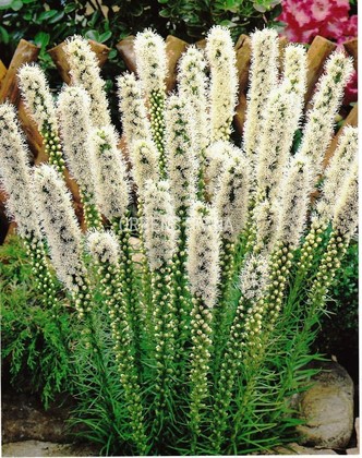 Лиатрис колосковый Альба (Liatris spicata 'Alba')