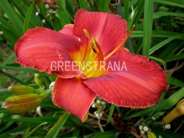 Лилейник гибридный Амадеус (Hemerocallis hybrida 'Amadeus')