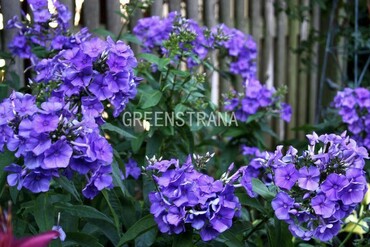 Флокс шиловидный Эмеральд Кушн Блю (Phlox subulata 'Emerald Cushion Blue')