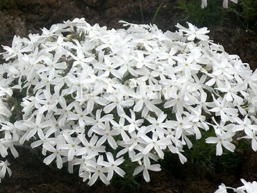 Флокс шиловидный Уайт Делайт (Phlox subulata 'White Delight')