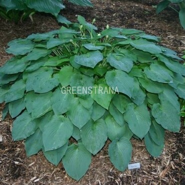 Хоста гибридная Блю Бой (Hosta hybrida 'Blue Boy')