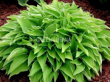 Хоста гибридная Лемон Делайт (Hosta hybrida 'Lemon Delight')